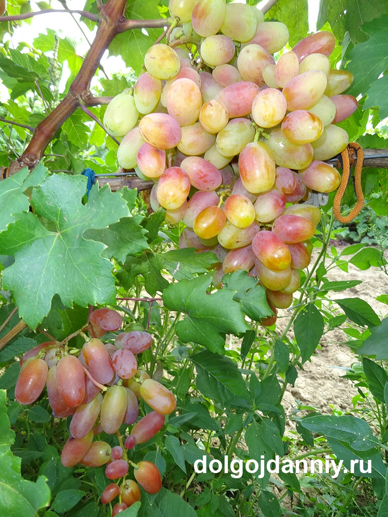 Активная ссылка кракен onion top